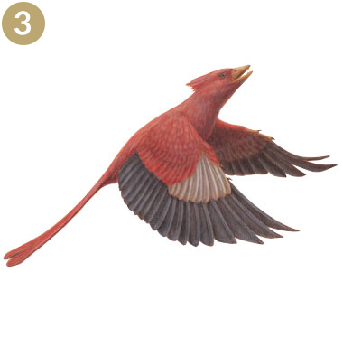 PROTOPTERYX