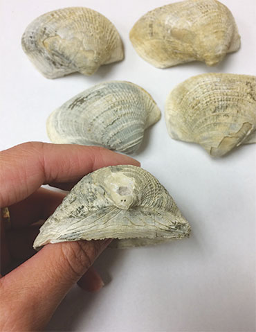 fossilized shells