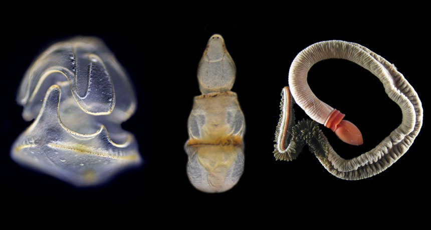acorn worm larvae