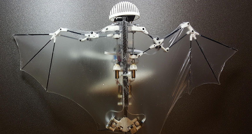 bat bot