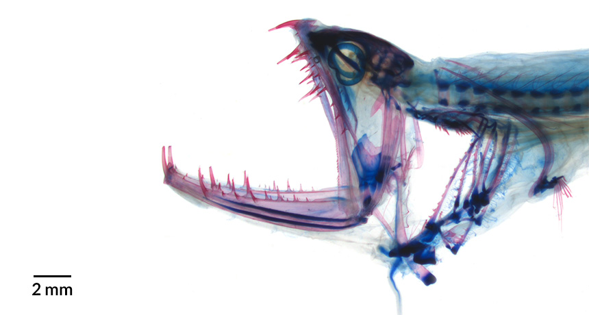 stained image of fish head