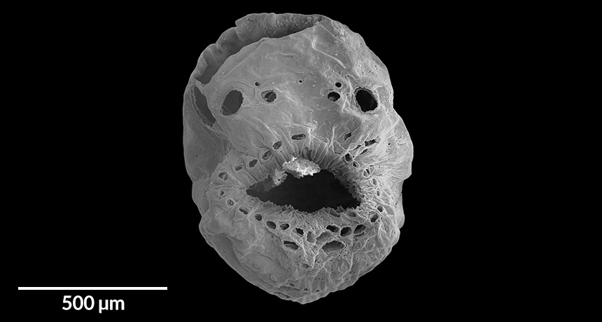 deuterostome fossil