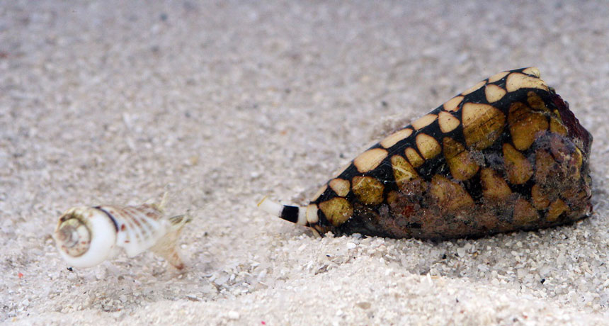 cone and jumping snails