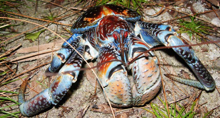 020217_SM_coconut-crab_main.jpg