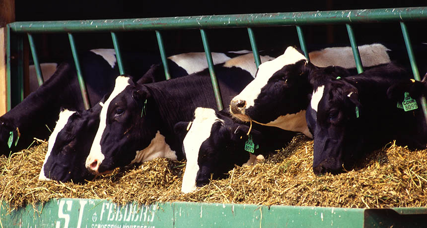 dairy cows