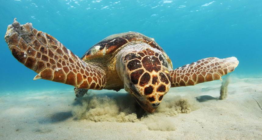Hot nests, not vanishing males, are bigger sea turtle threat