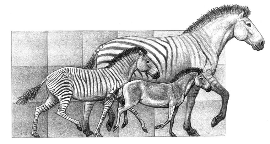 horse evolution