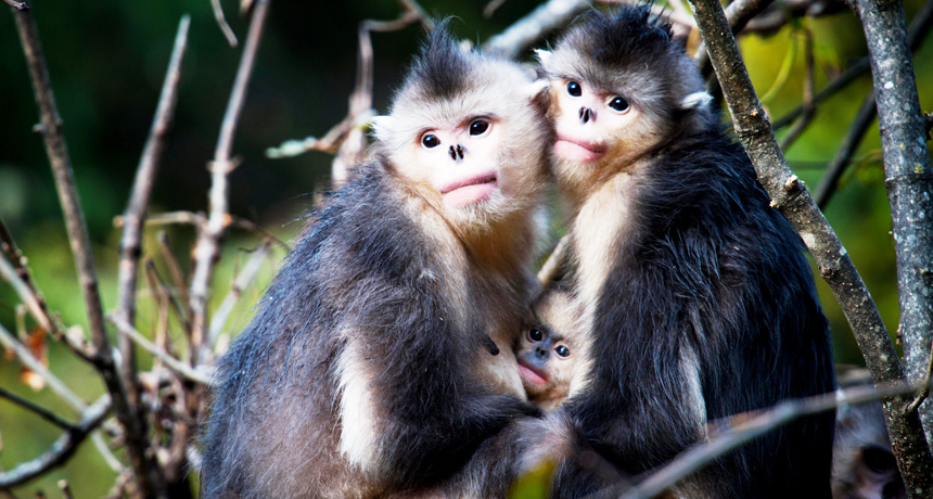 The animal guide to finding love | Science News The animal guide to finding love | Science News