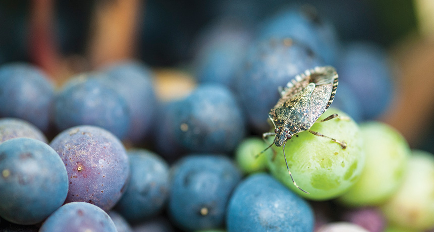 A stinkbug on a grape