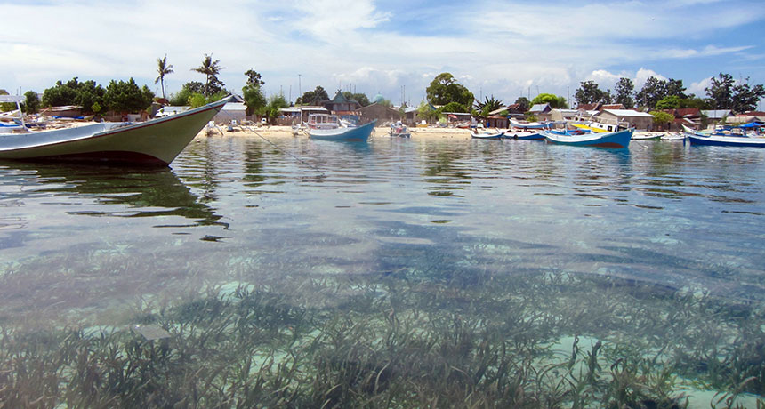 Seagrasses boost ecosystem health by fighting bad bacteria