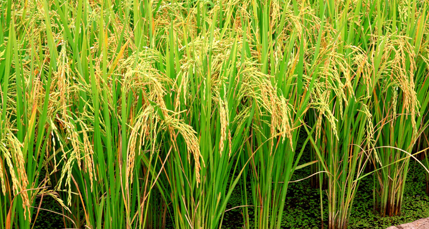 plants