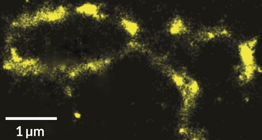 fluorescing dna