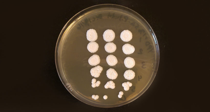 Pichia fungus
