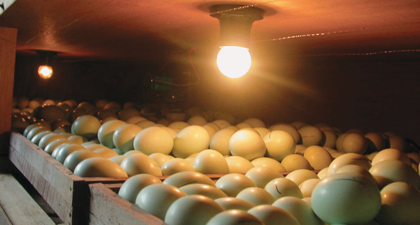 chicken eggs incubating