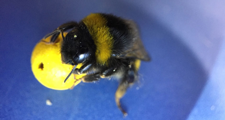 Bee on a tiny ball