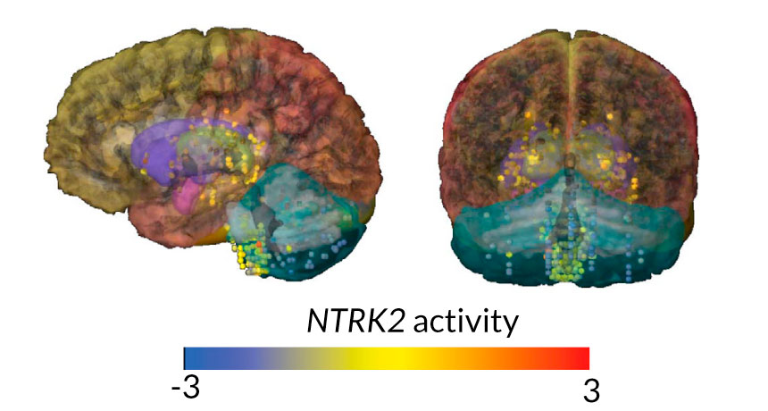 Neandertal brain