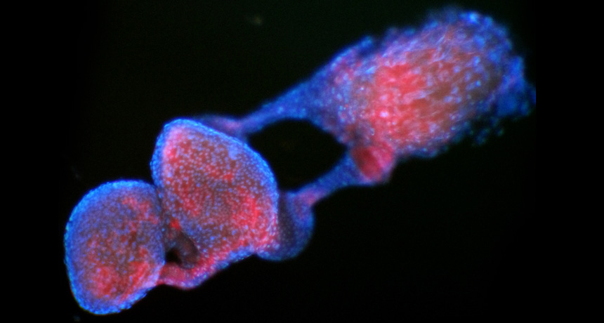 wolbachia bacteria