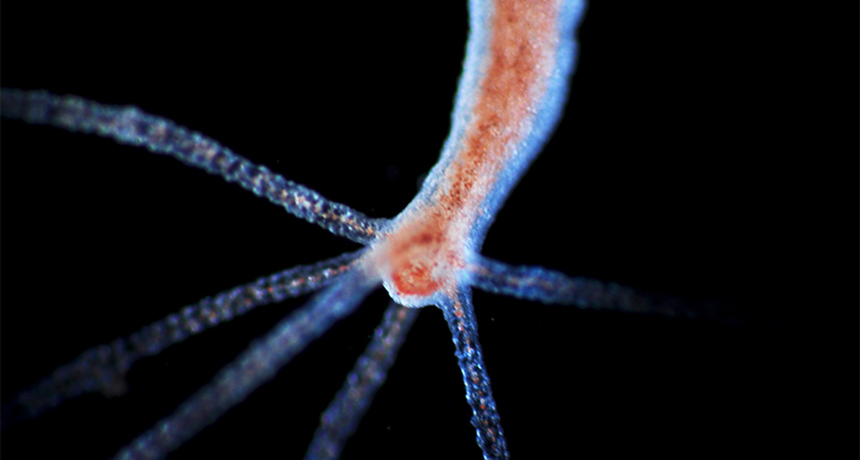 How hydras know where to regrow their heads How hydras know where to regrow their heads