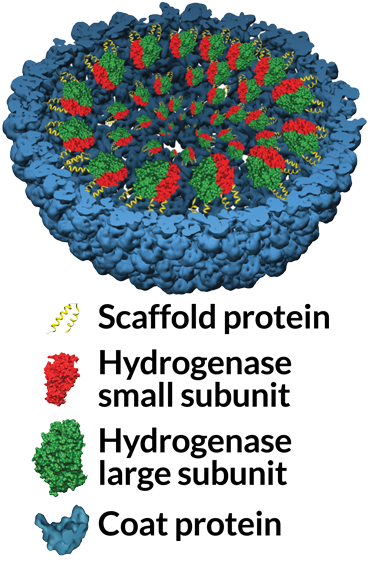 bacterial catalyst