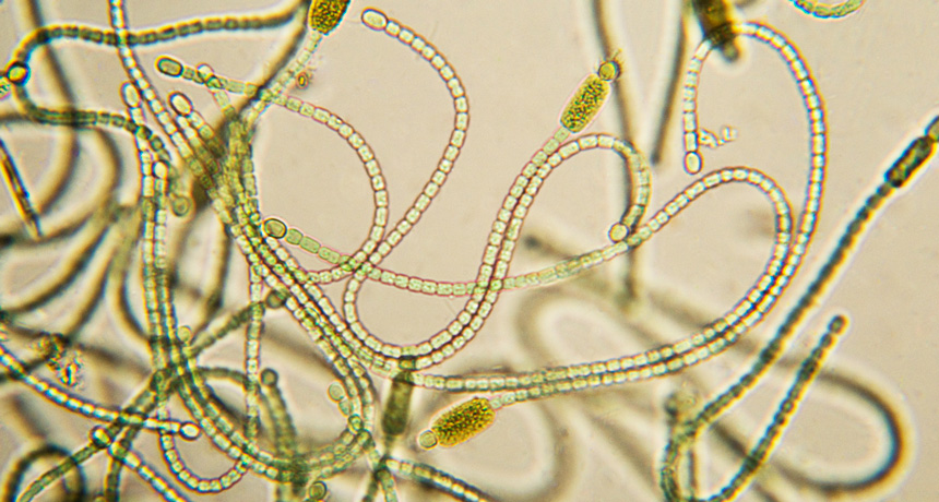 cyanobacteria