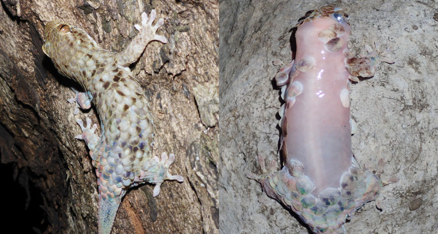 Geckolepis megalepis before and after shedding scales