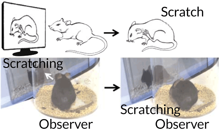 mouse scratch and itch illustration