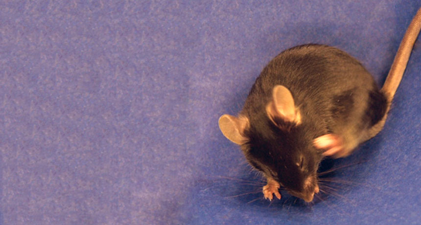 an itchy mouse