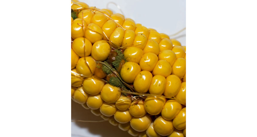 transgenic corn infected with fungus