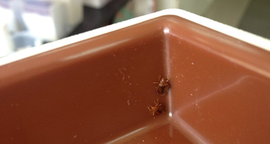 tropical bedbugs in a pitfall trap