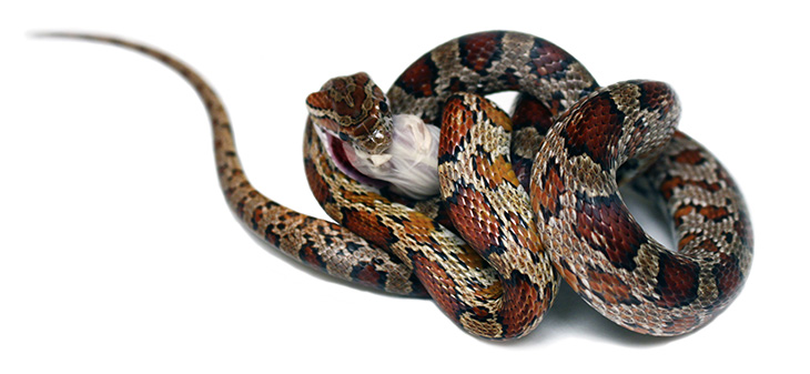 rat snake