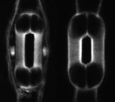 stomata cells