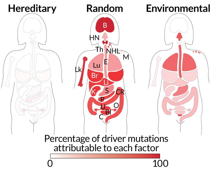 various types of mutations and cancers