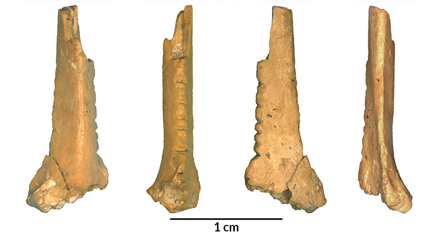 Different views of raven wing bone