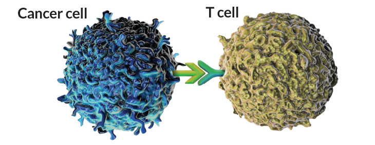 PD-1 protein on T cells