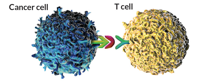 blocking the protein on the tumor prompts t cells to attack