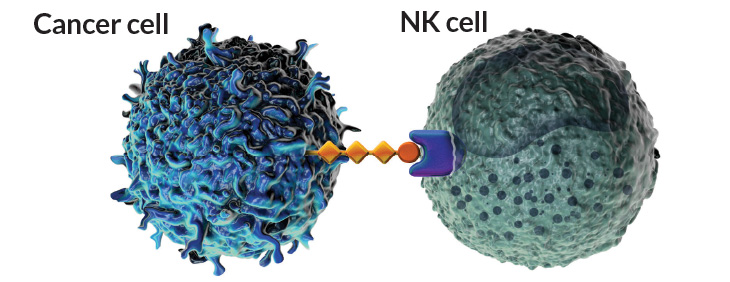 if siglecs bind to sialic acids, the immune system ignores the tumor.