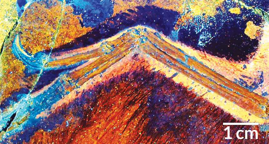 Anchiornis wing under LSF