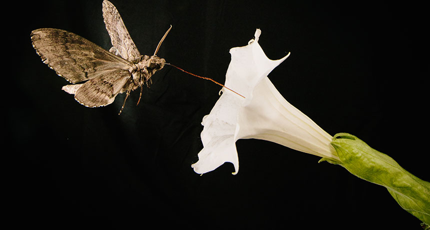 Hawk moth