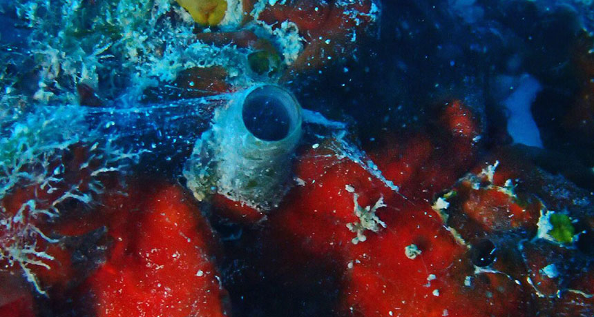 worm-snail