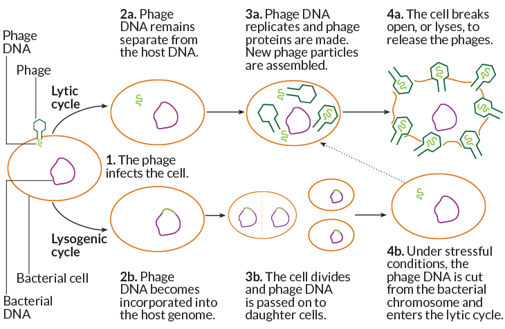 CRISPR had a life before it became a gene-editing tool