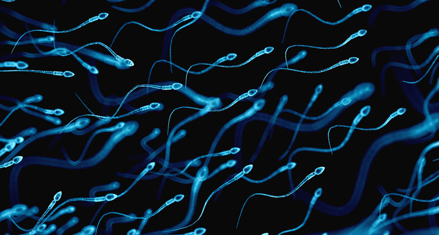 sperm