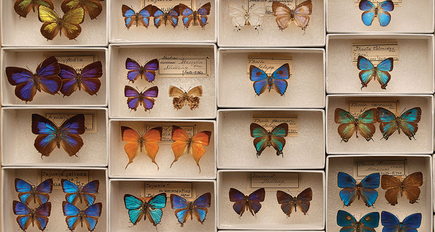 butterflies on display