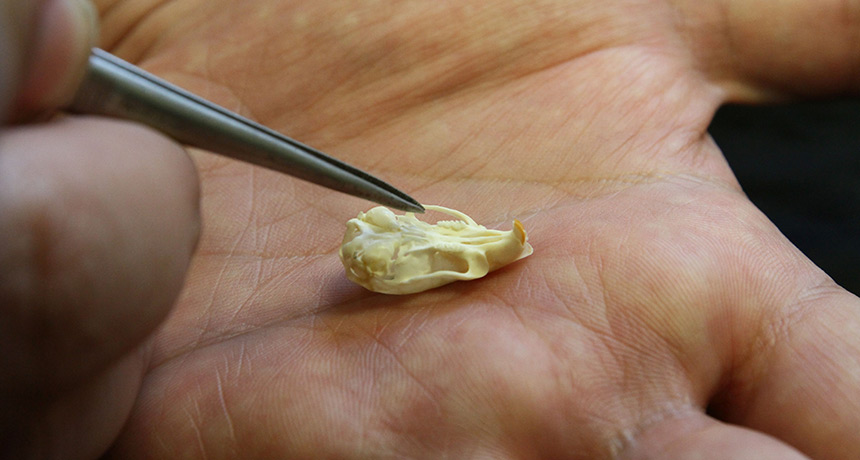tiny mouse skull