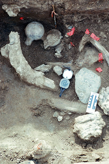 mastodon bones