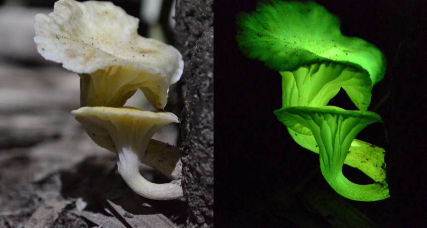 Neonothopanus gardneri mushroom