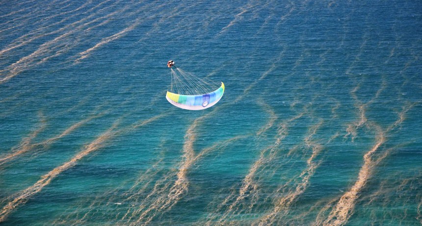 aerial view of Trichodesmium microbes