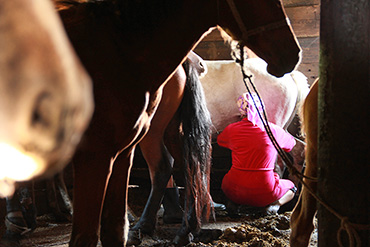 horse milking