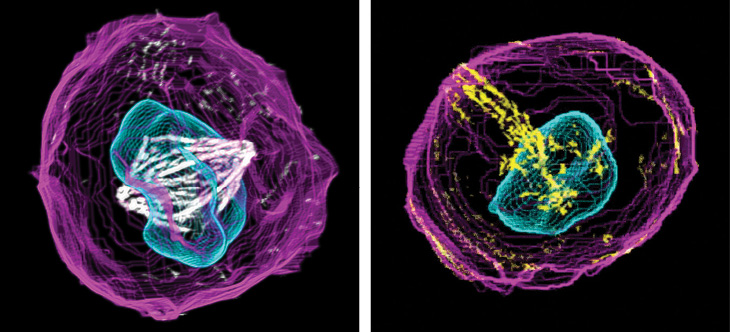 3-D view of a cell