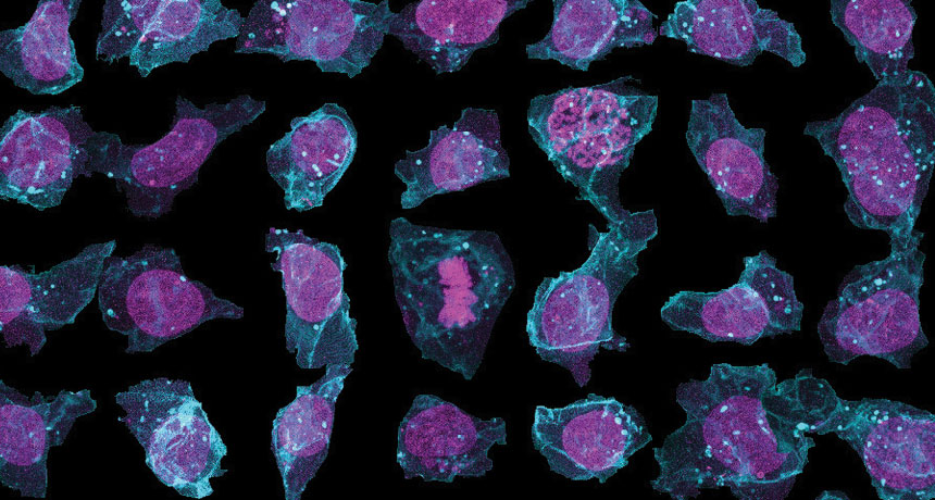 3-D images of cells