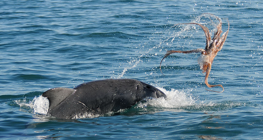 dolphin flinging an octopus